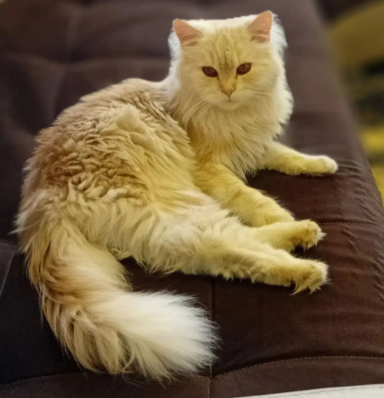 گربه پرشین|گربه|تهران, لویزان|دیوار