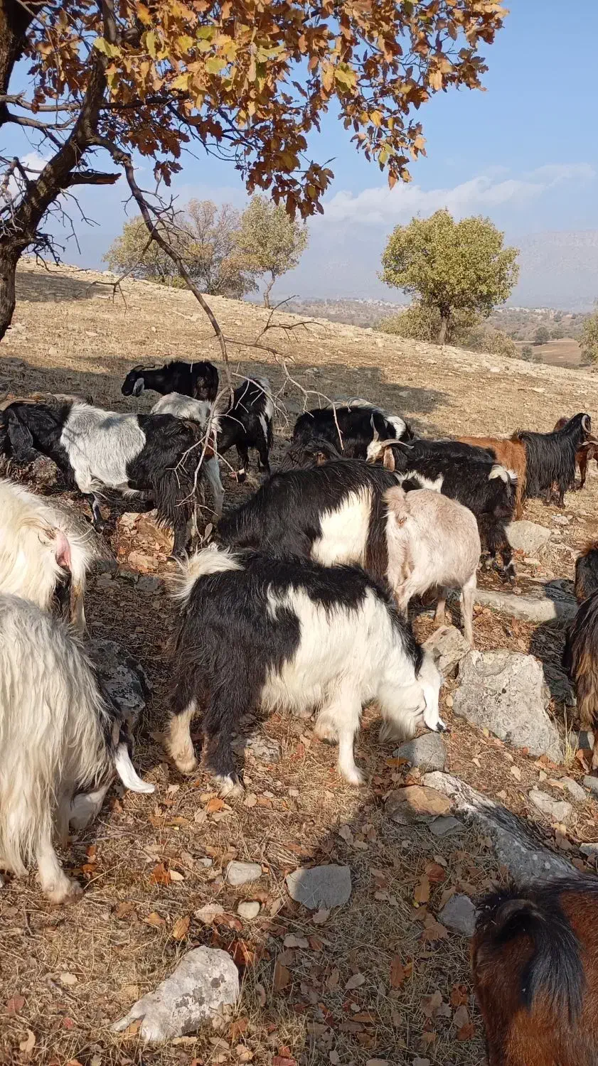 بز چاق هیکلی|حیوانات مزرعه|شاهیوند, |دیوار