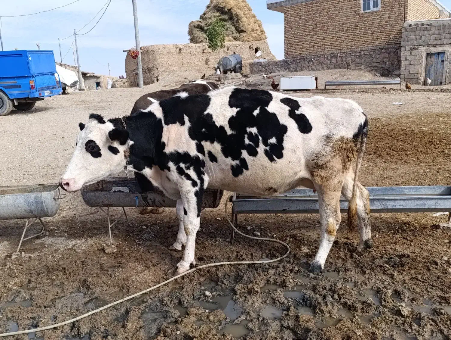 یک عدد گاو هلشتاین پر شیر 3ماه آبستن|حیوانات مزرعه|شادیان, |دیوار