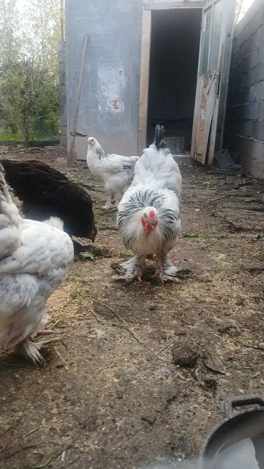 مرغ وخروس برهما لایت|حیوانات مزرعه|سنگر, |دیوار