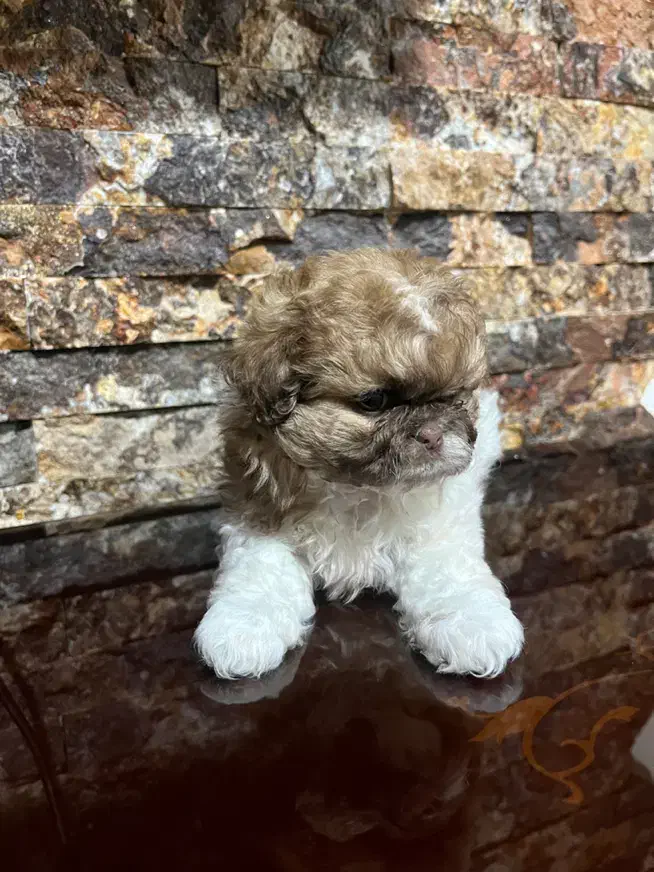 سگ پودل کراس|سگ|اردبیل, |دیوار