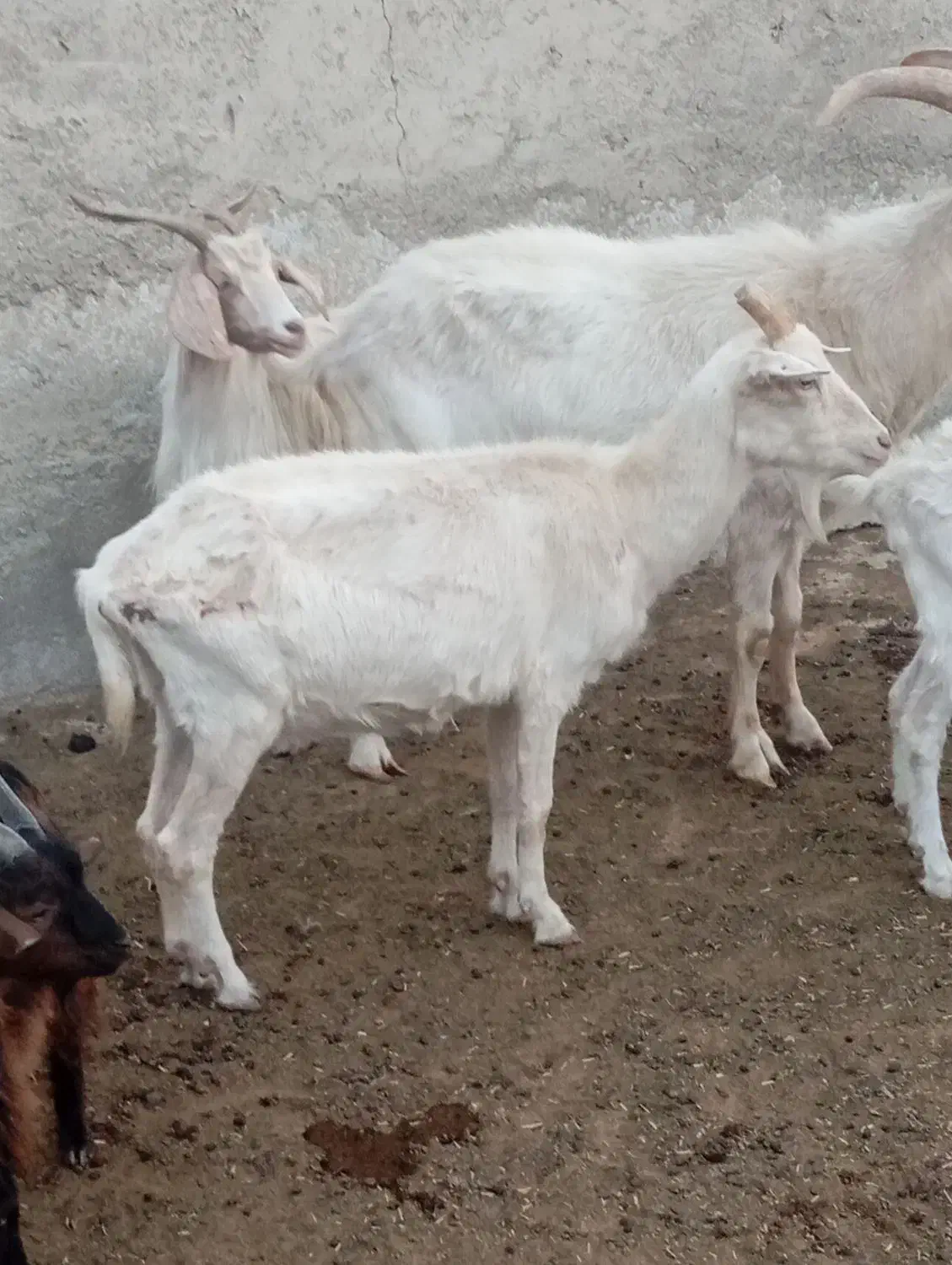 فروش بز نر سانن|حیوانات مزرعه|ماهدشت, |دیوار