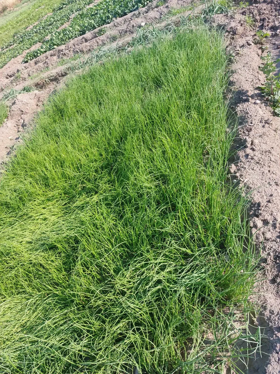 تیم پیاز فروشی|خدمات باغبانی و درختکاری|رامهرمز, |دیوار