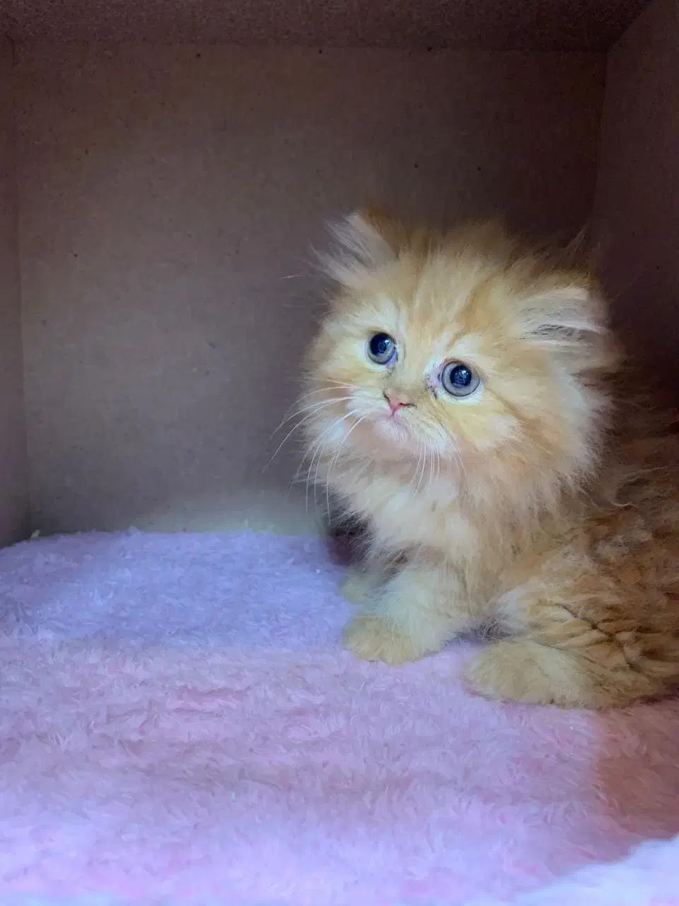 بریتیش گارفیلدی لانگ هیر|گربه|رشت, چله خانه|دیوار