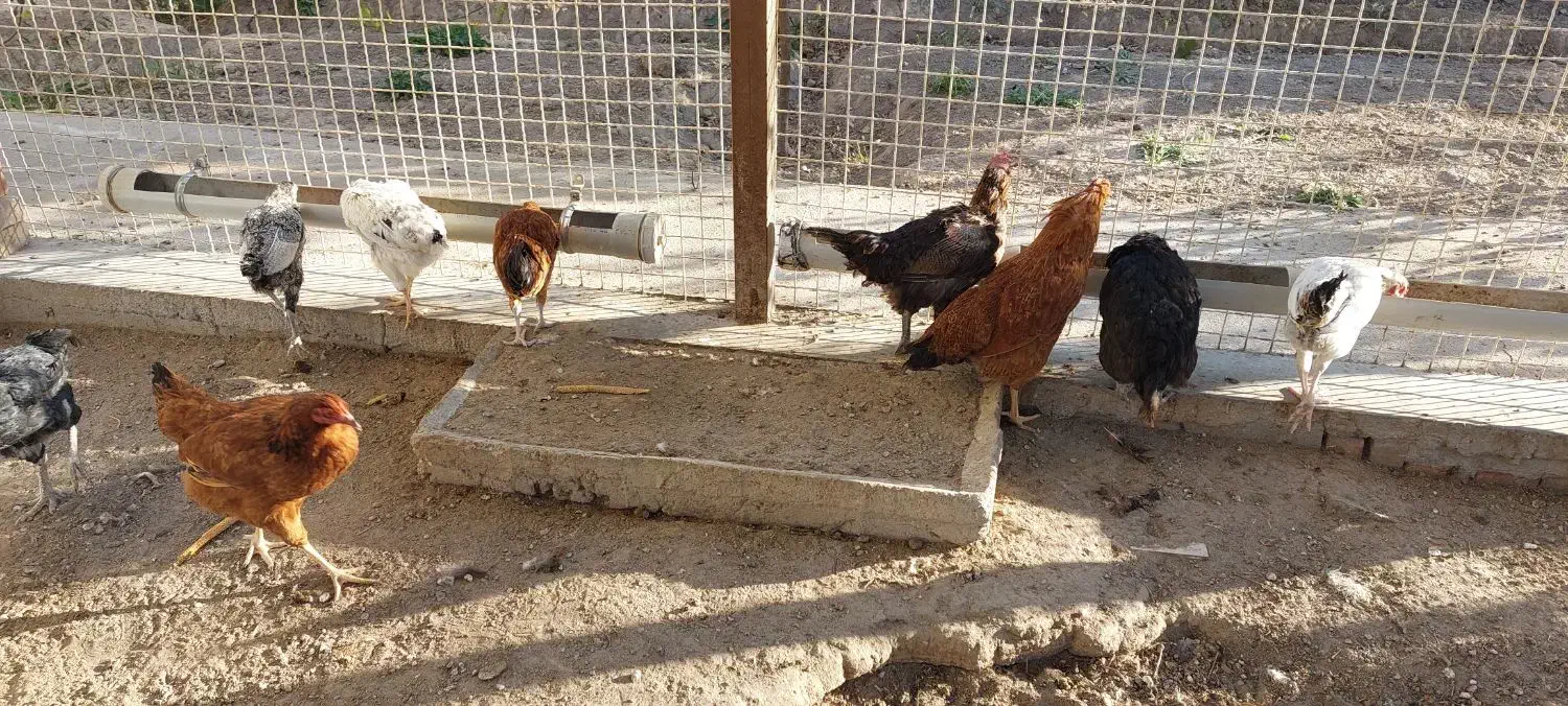 ۹ عدد مرغ خانگی|حیوانات مزرعه|بناب, |دیوار