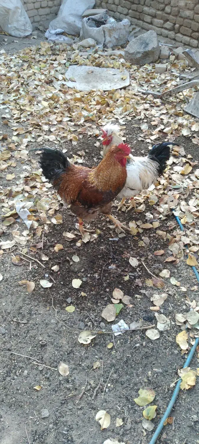 خروس|حیوانات مزرعه|بروجرد, |دیوار