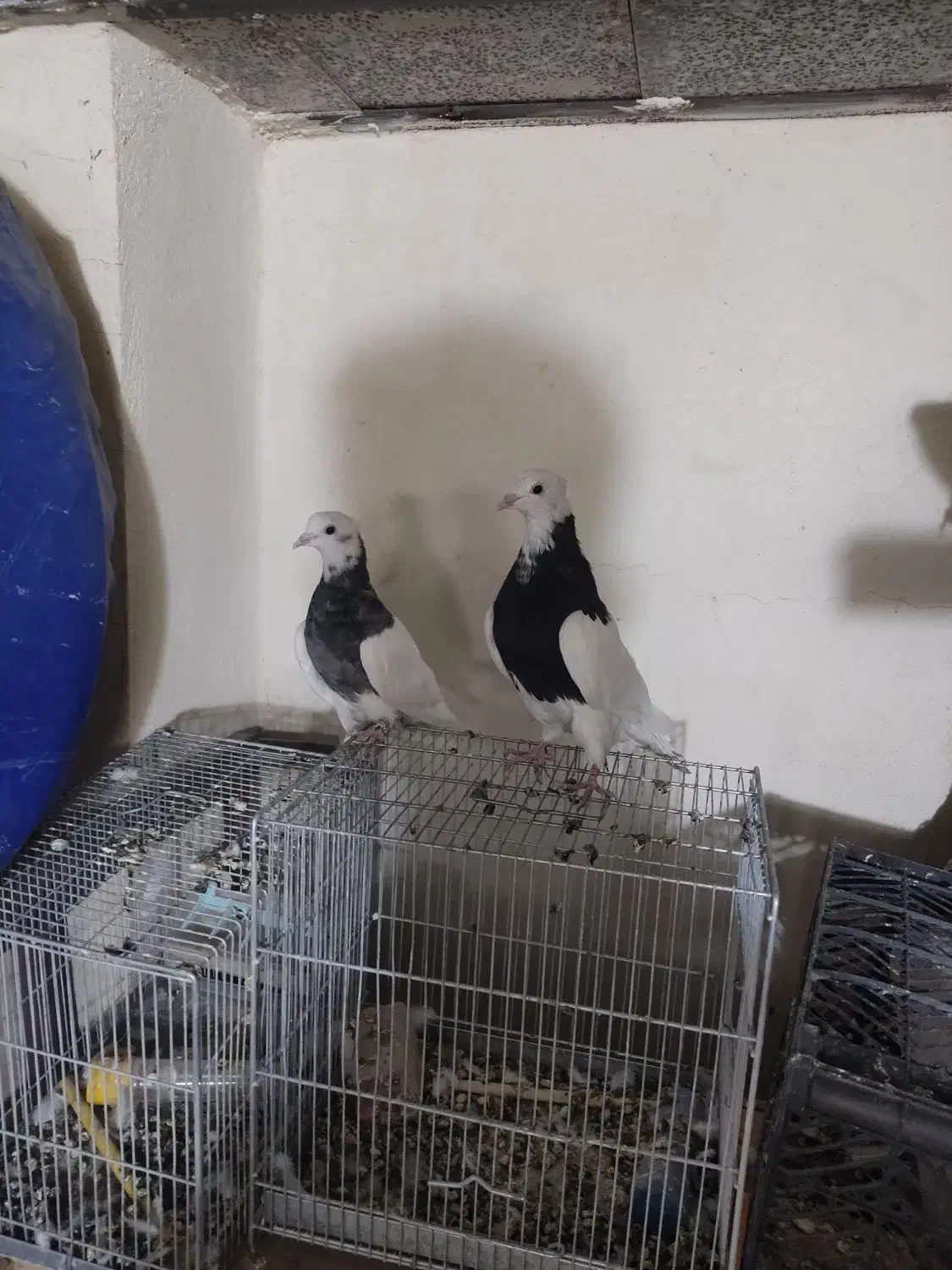 کبوتر طوقی|پرنده|سنندج, |دیوار