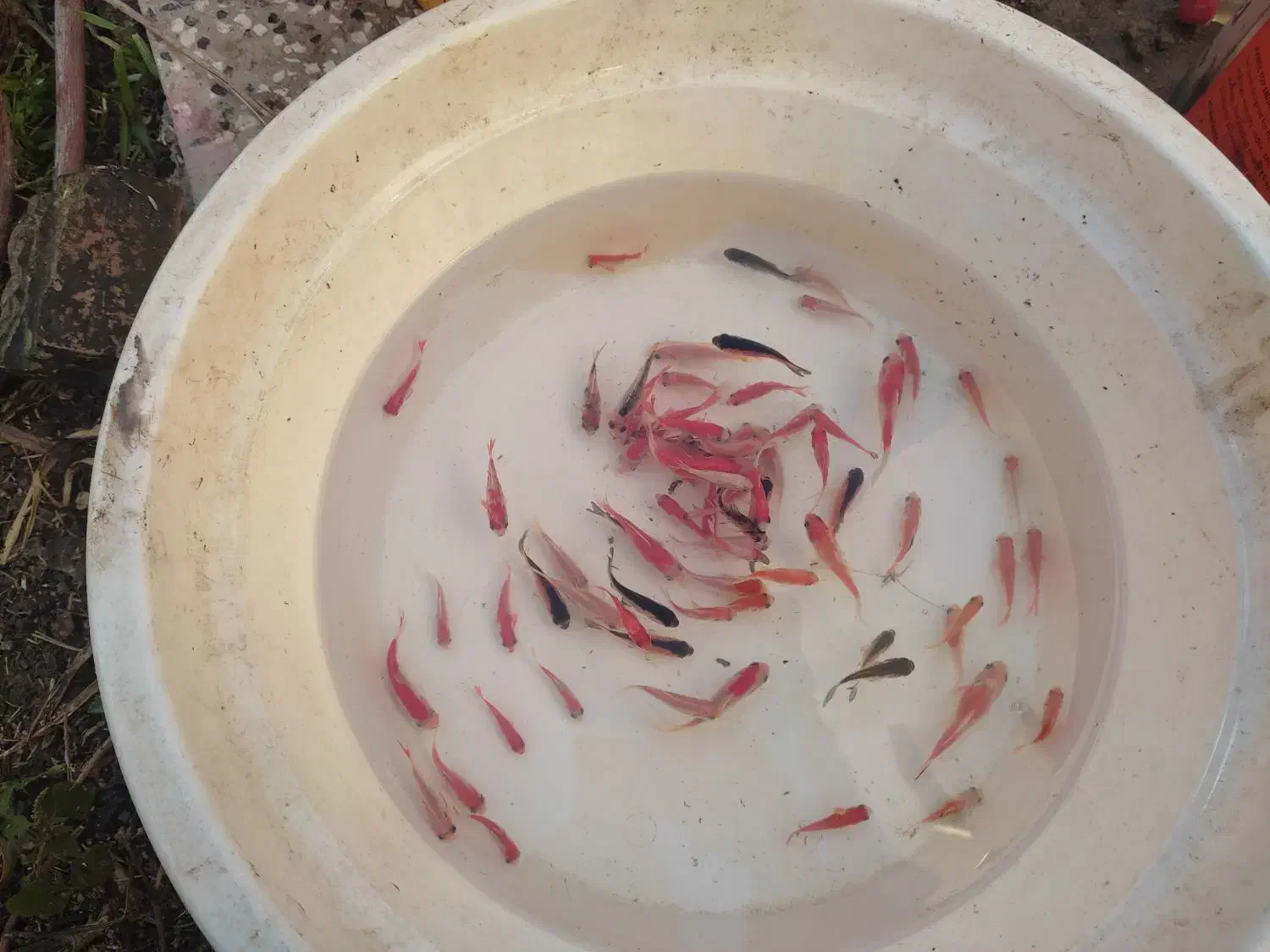 ماهی قرمز عید|ماهی|رامیان, |دیوار