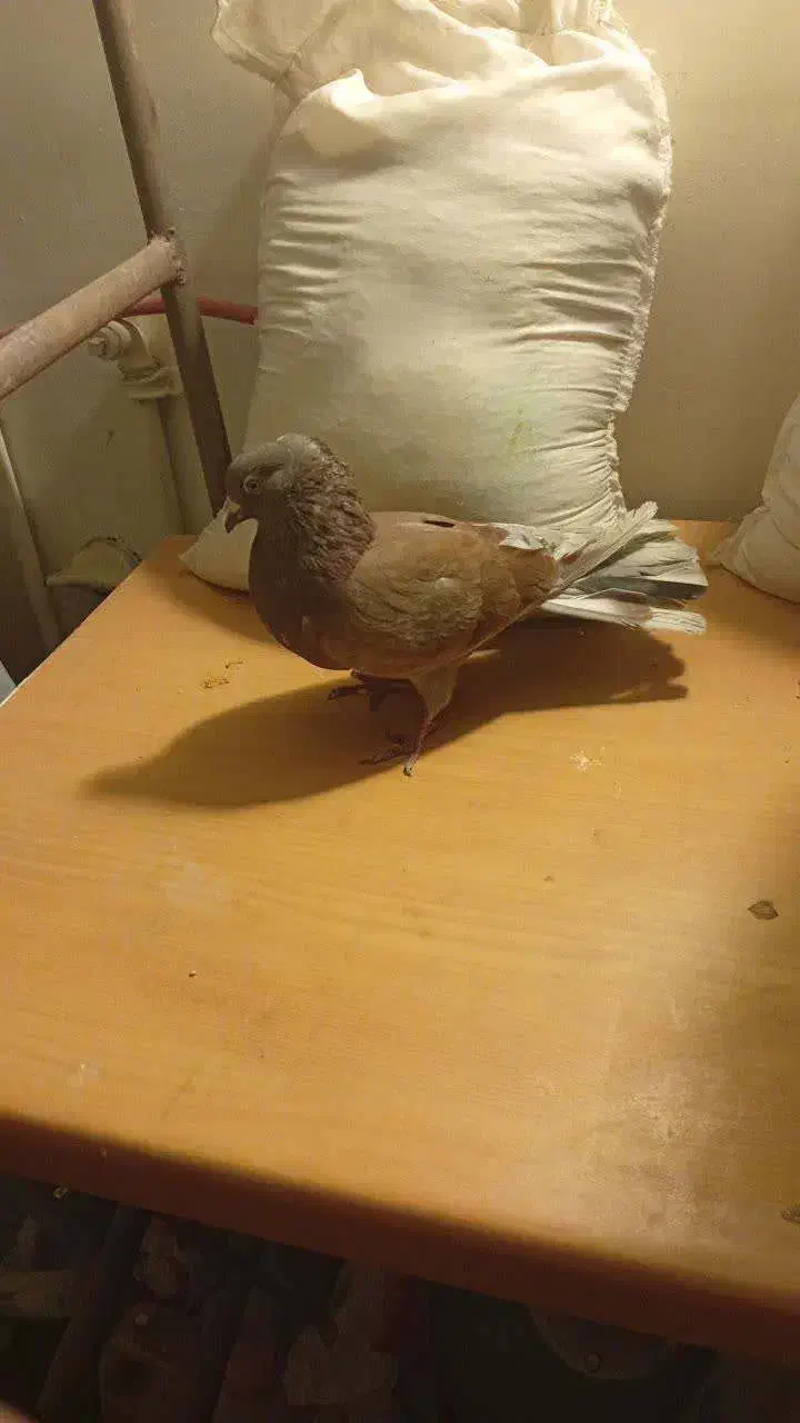 گمشده|حیوانات|اصفهان, سروستان|دیوار