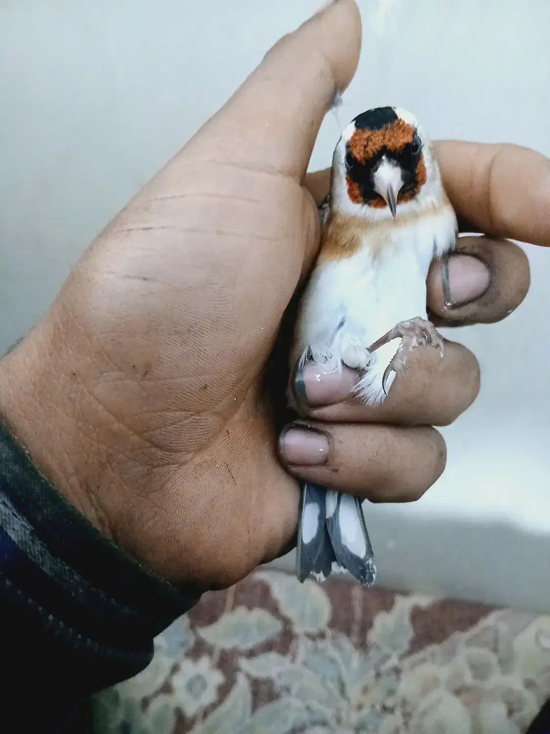 سهره نره بشرط|پرنده|شاهین‌شهر, عطار|دیوار