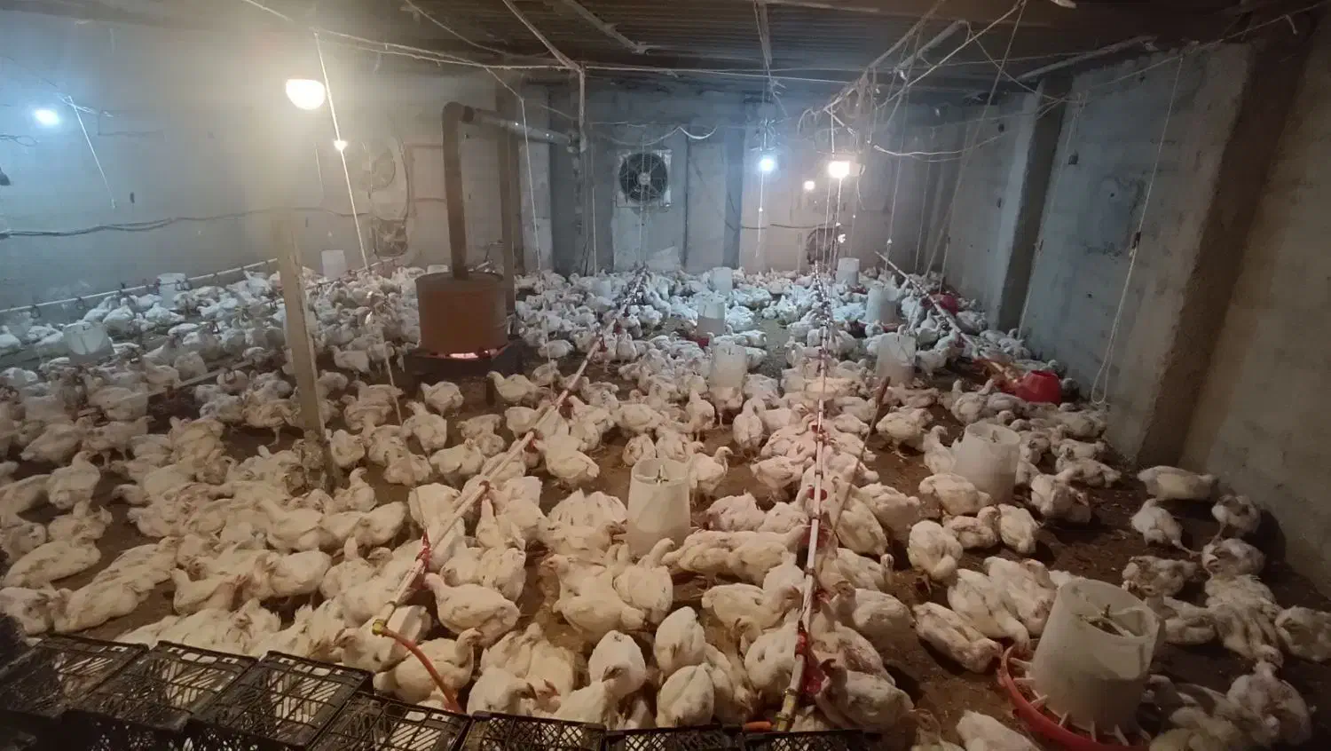 فروش مرغ گوشتی|حیوانات مزرعه|قائمشهر, |دیوار