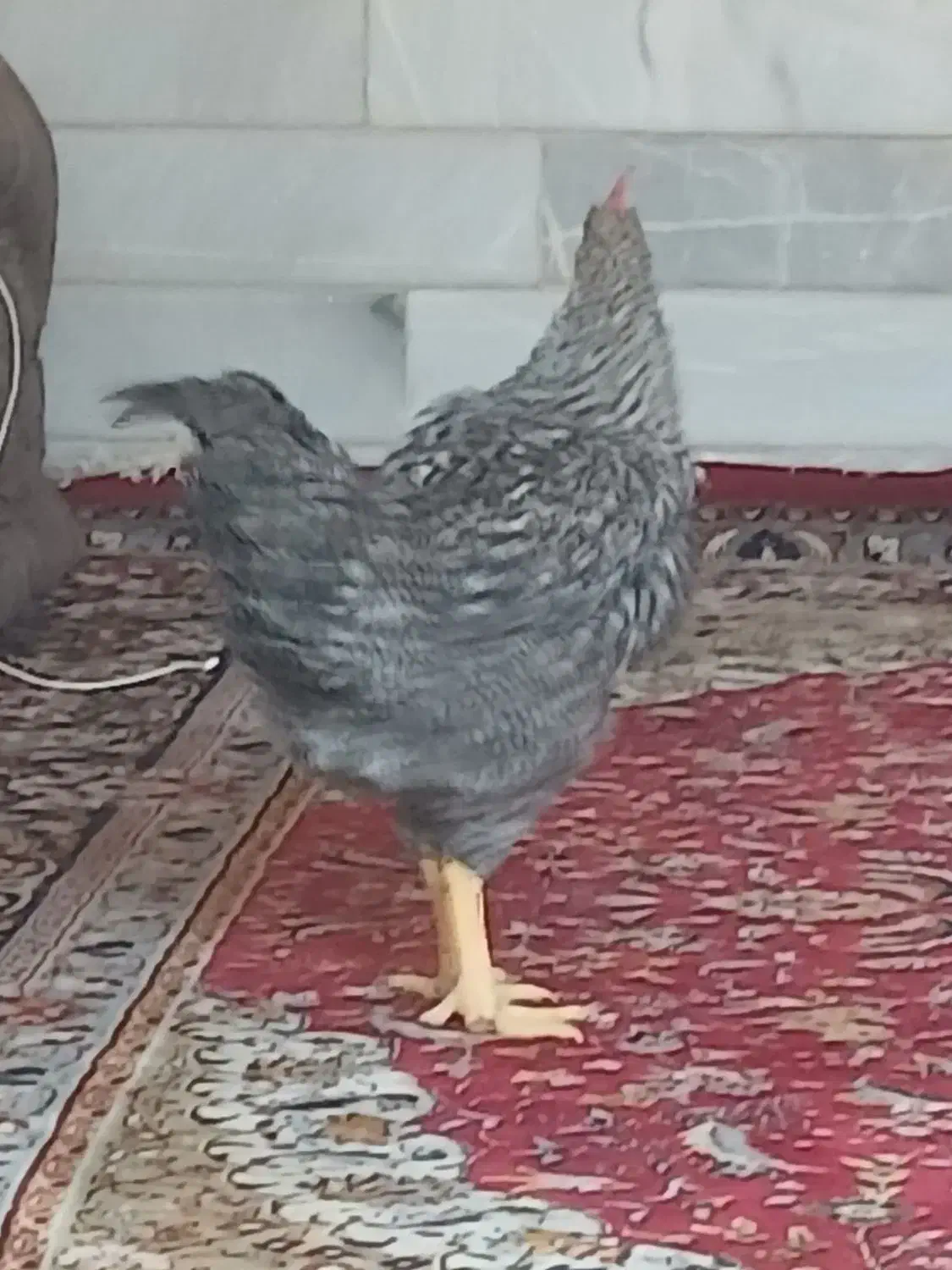 خروس بومی|حیوانات مزرعه|اردکان, |دیوار