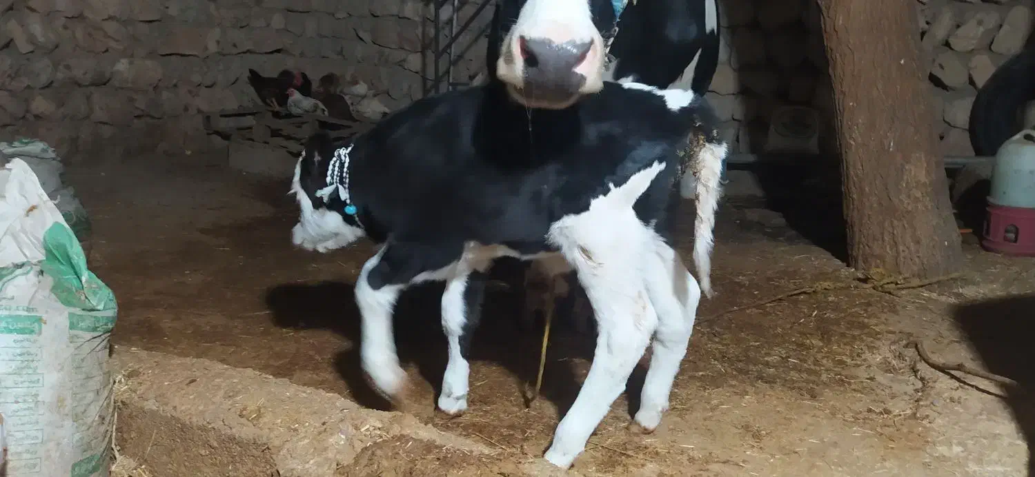 گاوو گوساله درجه یک|حیوانات مزرعه|سیروان, |دیوار