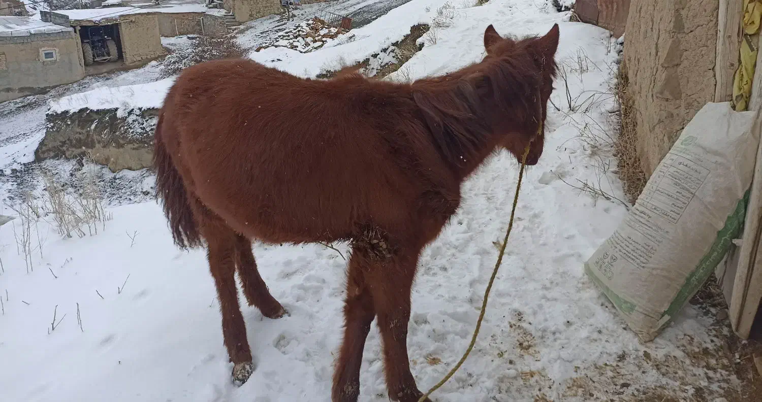 کره اسب|اسب و تجهیزات اسب‌سواری|بجنورد, |دیوار