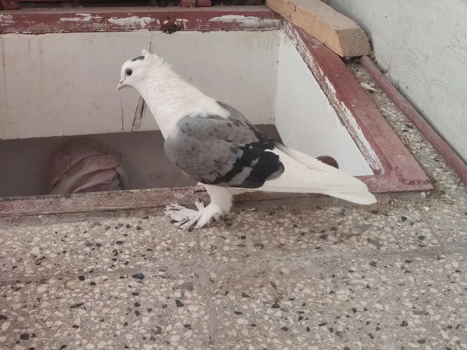 گلی سبز نر|پرنده|تربتحیدریه, باغ سلطانی|دیوار