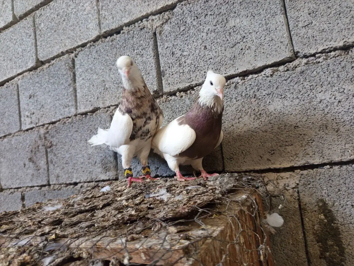 کبوتر طوقی|پرنده|وحدتیه, |دیوار