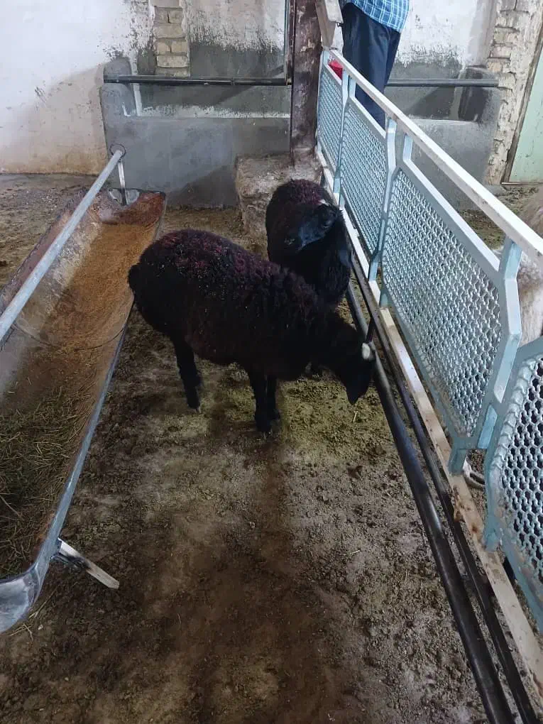 فروش بره|حیوانات مزرعه|قم, کلهری|دیوار