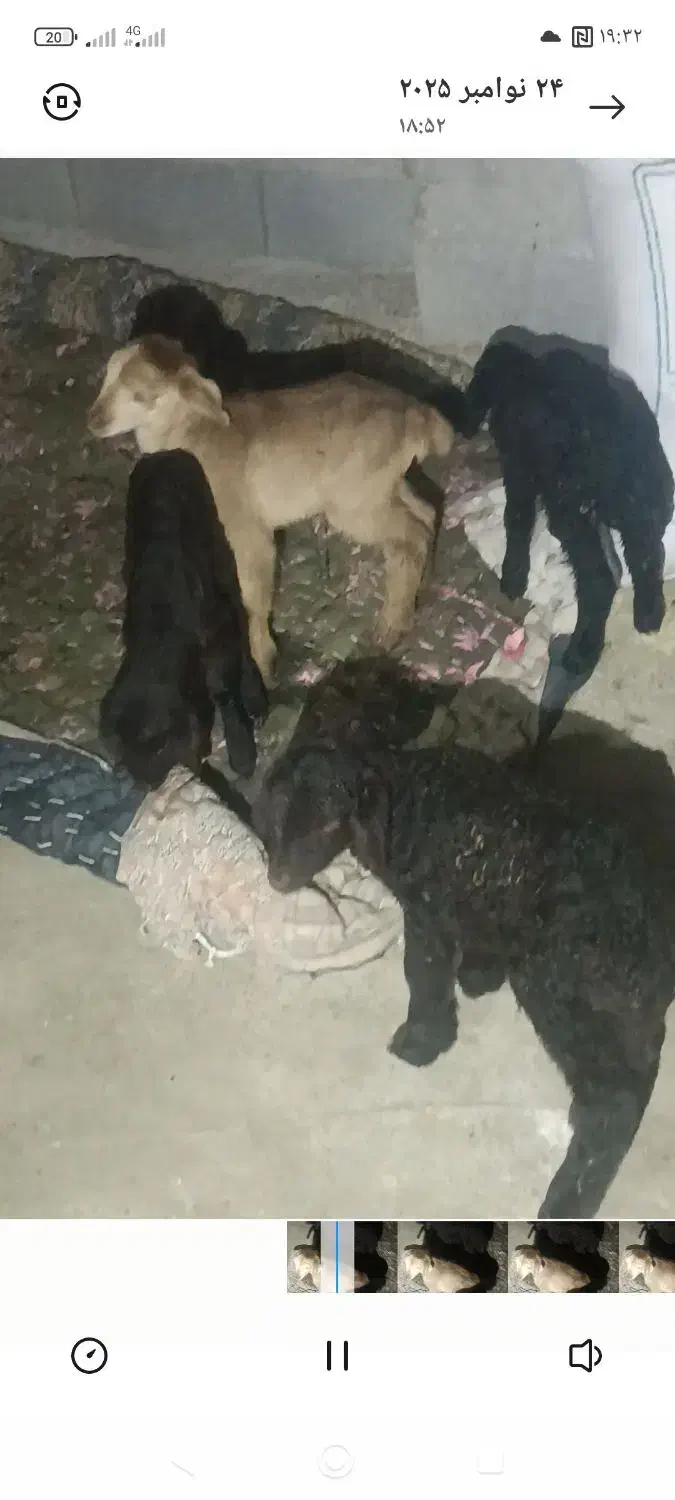 طلای سرخ|حیوانات مزرعه|میانه, |دیوار