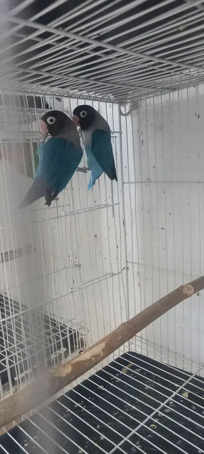 طوطی کوتوله مواد تضمینی|پرنده|ماهان, |دیوار