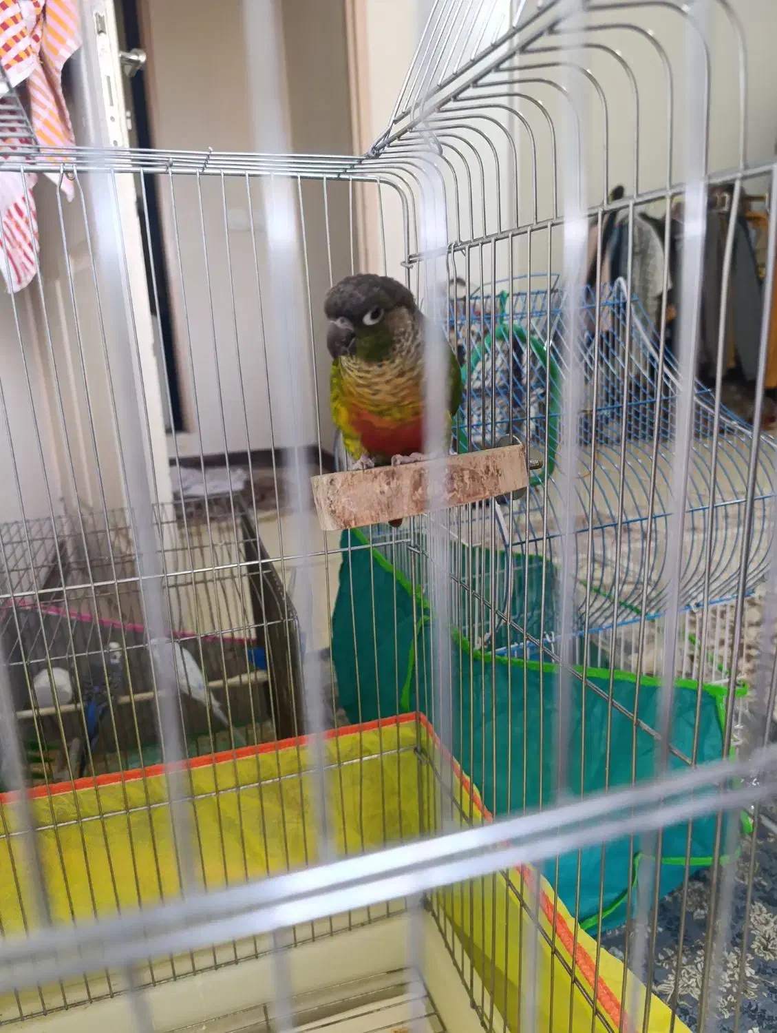 طوطی گرینچیک|پرنده|کرمان, |دیوار