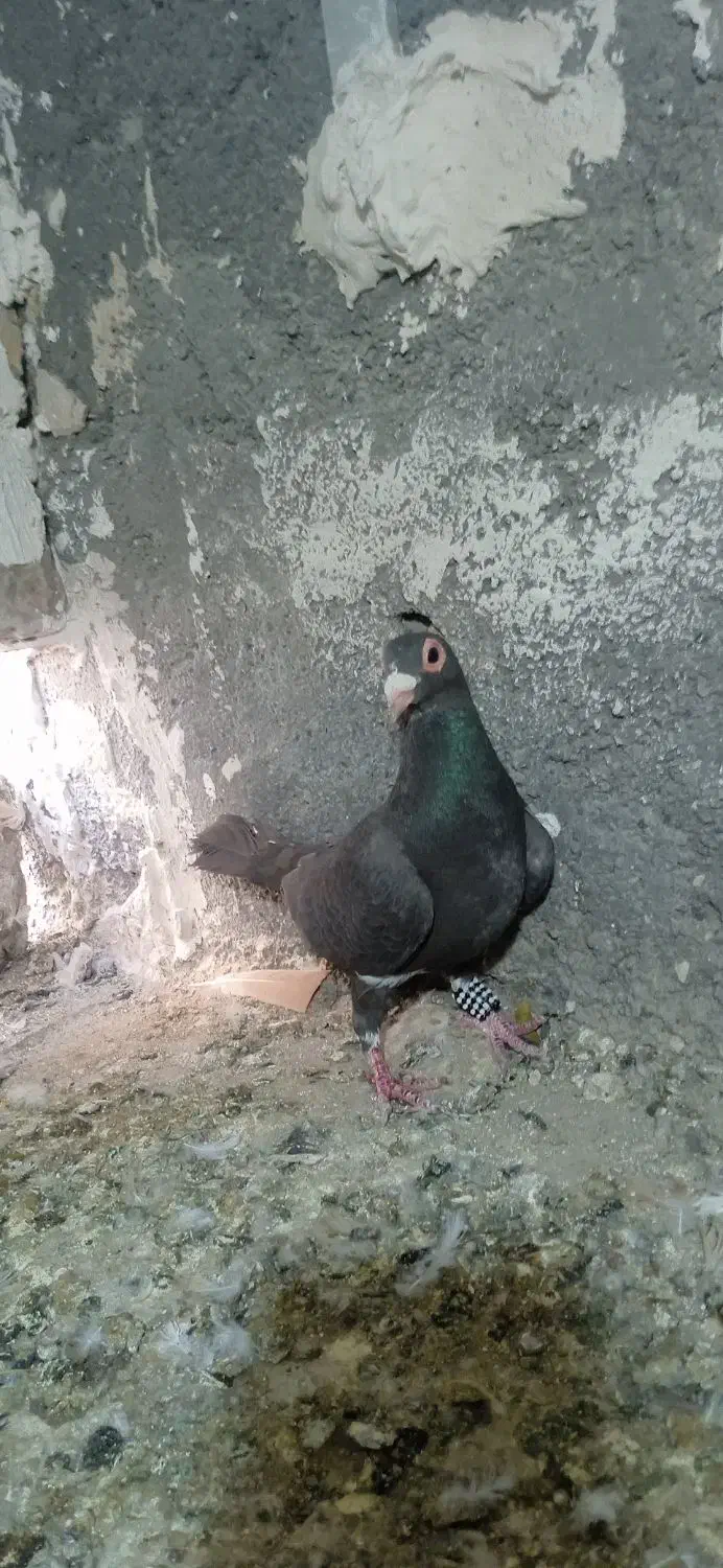 ماده مینا|پرنده|تربتحیدریه, پائین ولایت|دیوار