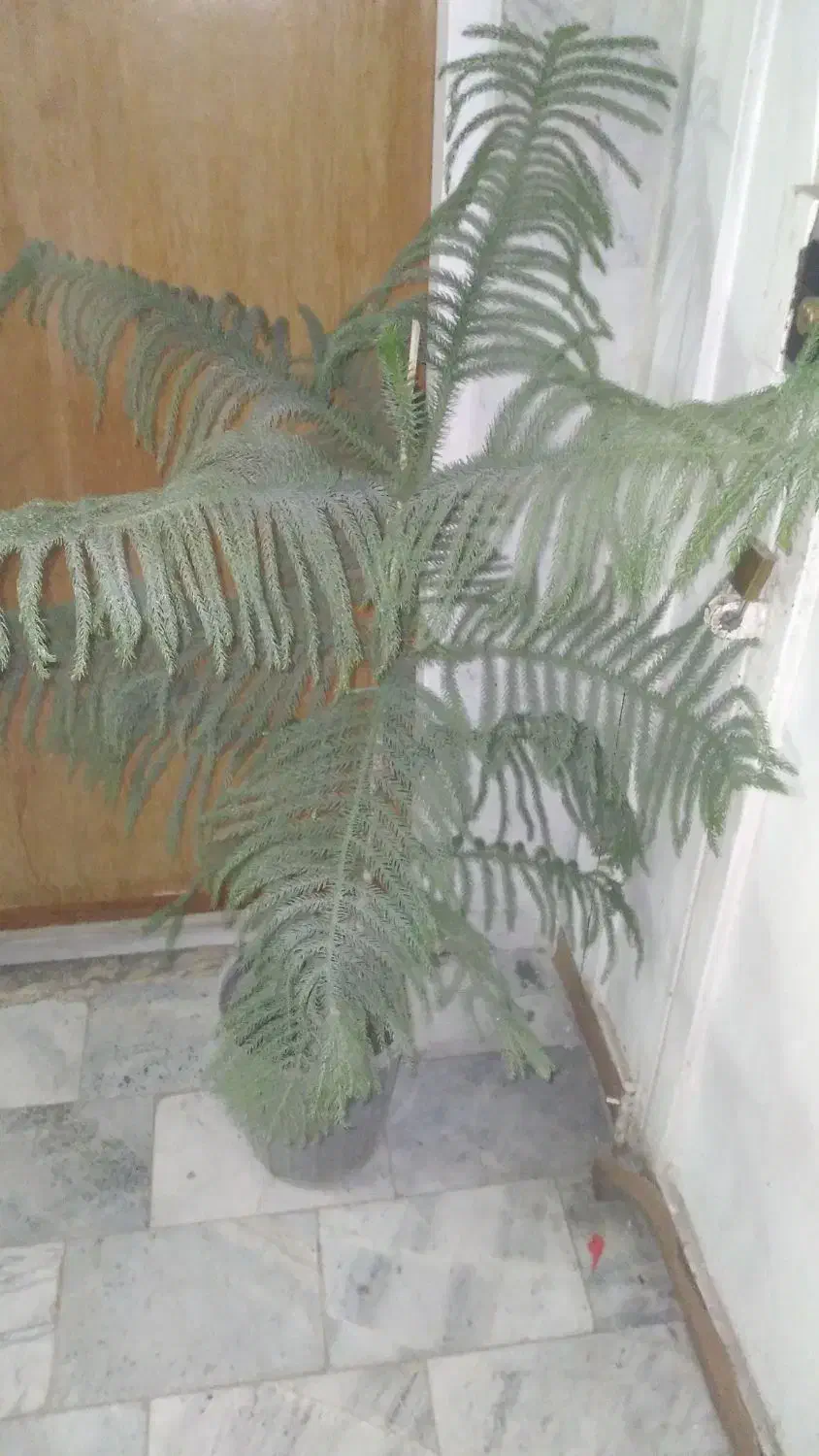 درخت کاج. مطبق.|گل و گیاه طبیعی|شیراز, شهرک قمشه|دیوار