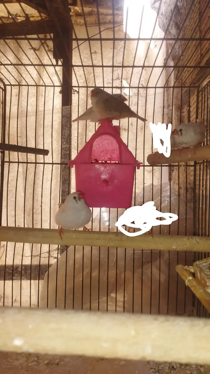 فنچ|پرنده|شهر ری, صفاییه (چشمه علی)|دیوار