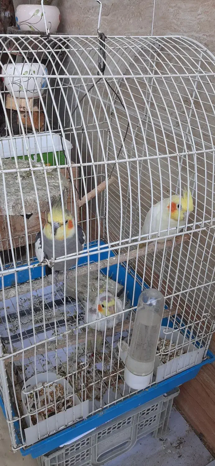 طوطی عروس هلندی پرنده عروس|پرنده|احمدسرگوراب, |دیوار