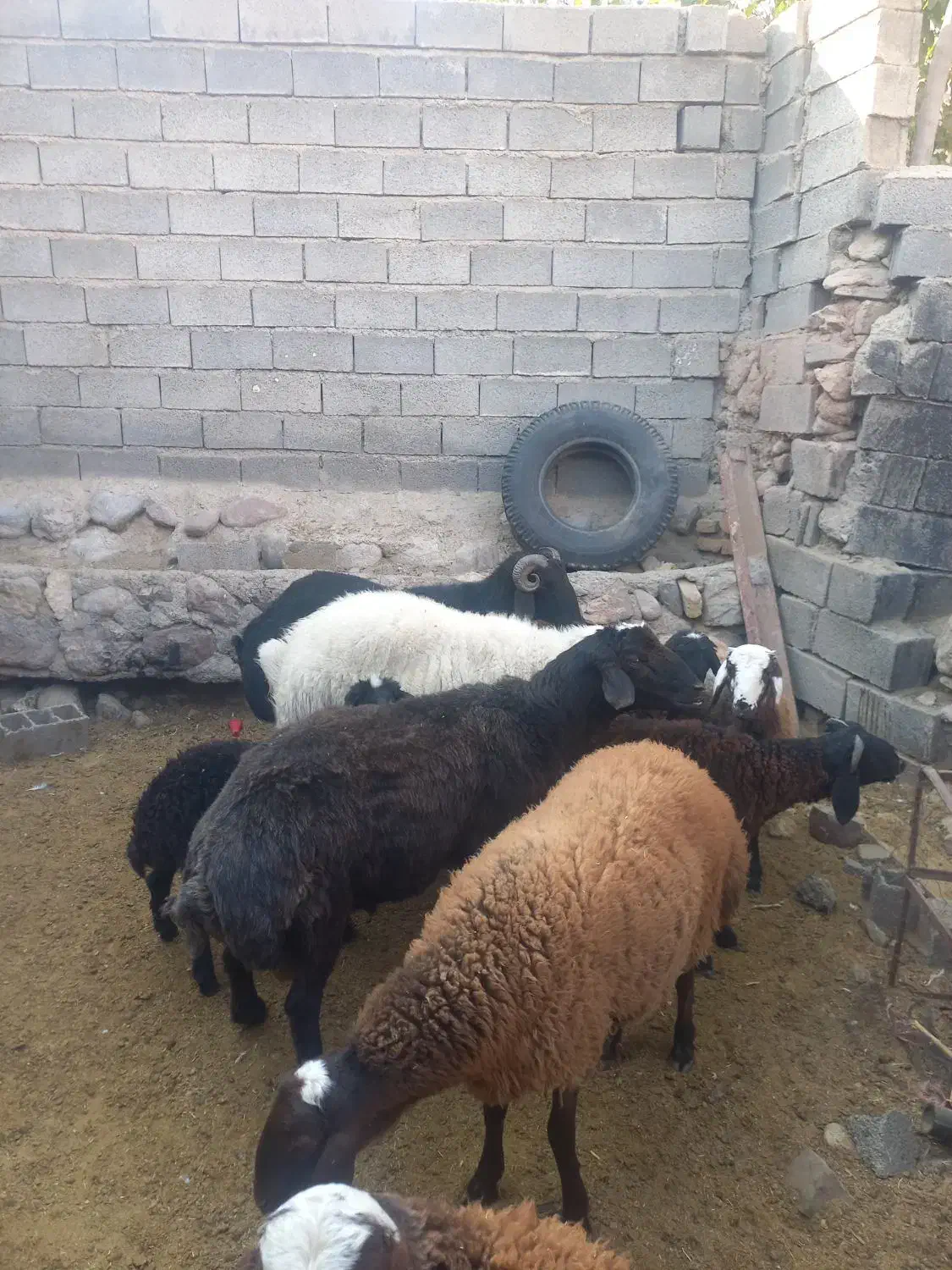 فروش بره کشتاری|حیوانات مزرعه|فیروزکوه, |دیوار