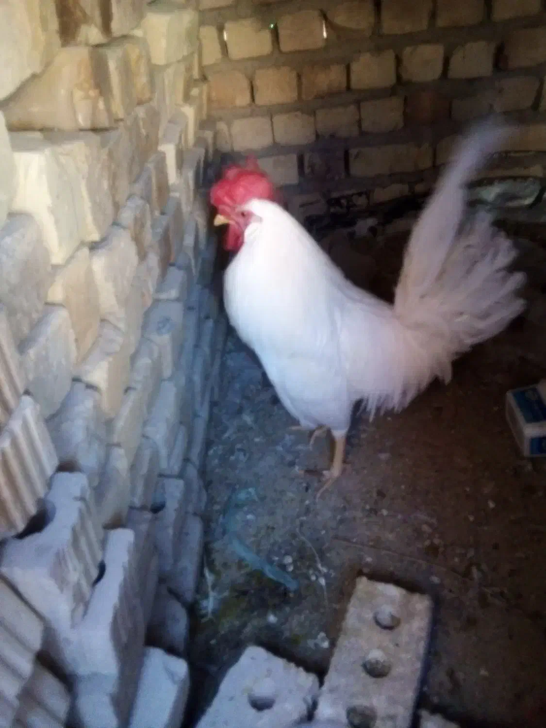 فروش خروس|حیوانات مزرعه|مرودشت, دولت آباد|دیوار