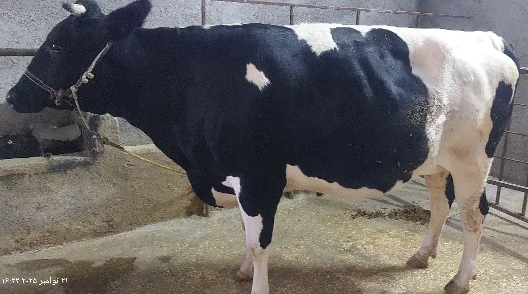 گاو ابستن|حیوانات مزرعه|سرپل ذهاب, |دیوار