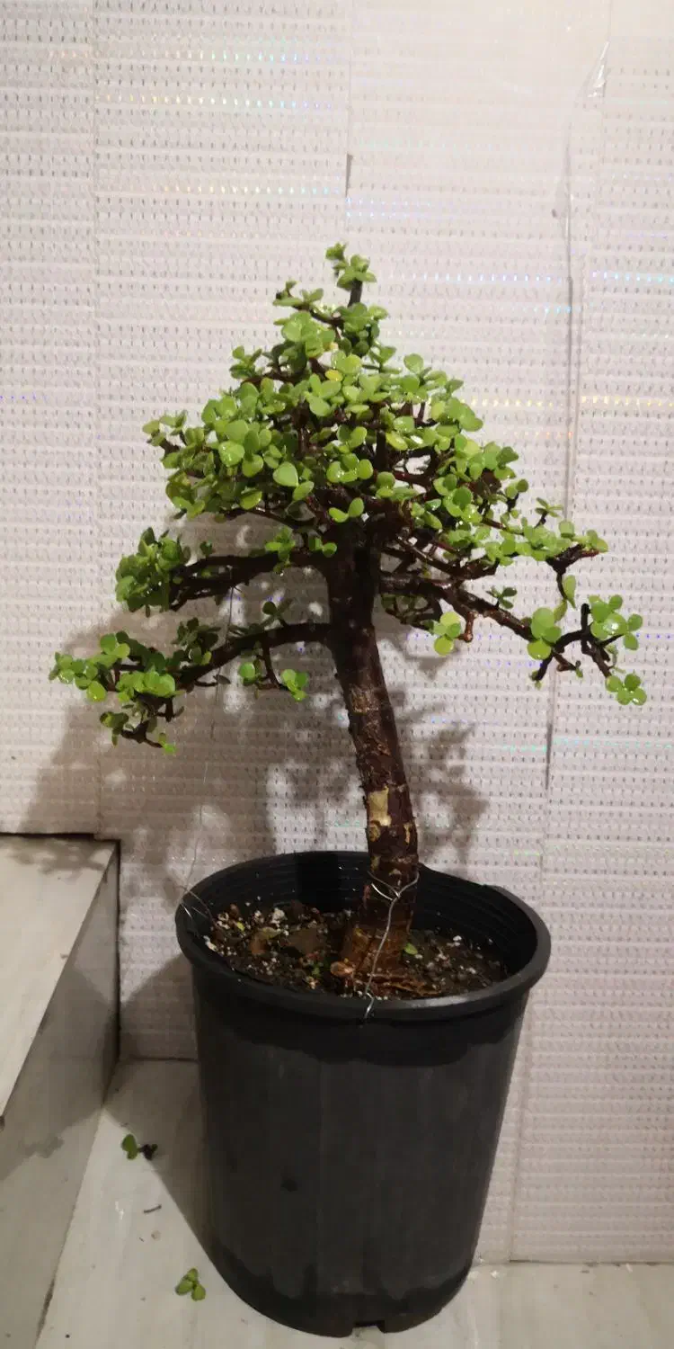 بنسای جید سن بالا و قطور|گل و گیاه طبیعی|تهران, چیتگر جنوبی|دیوار