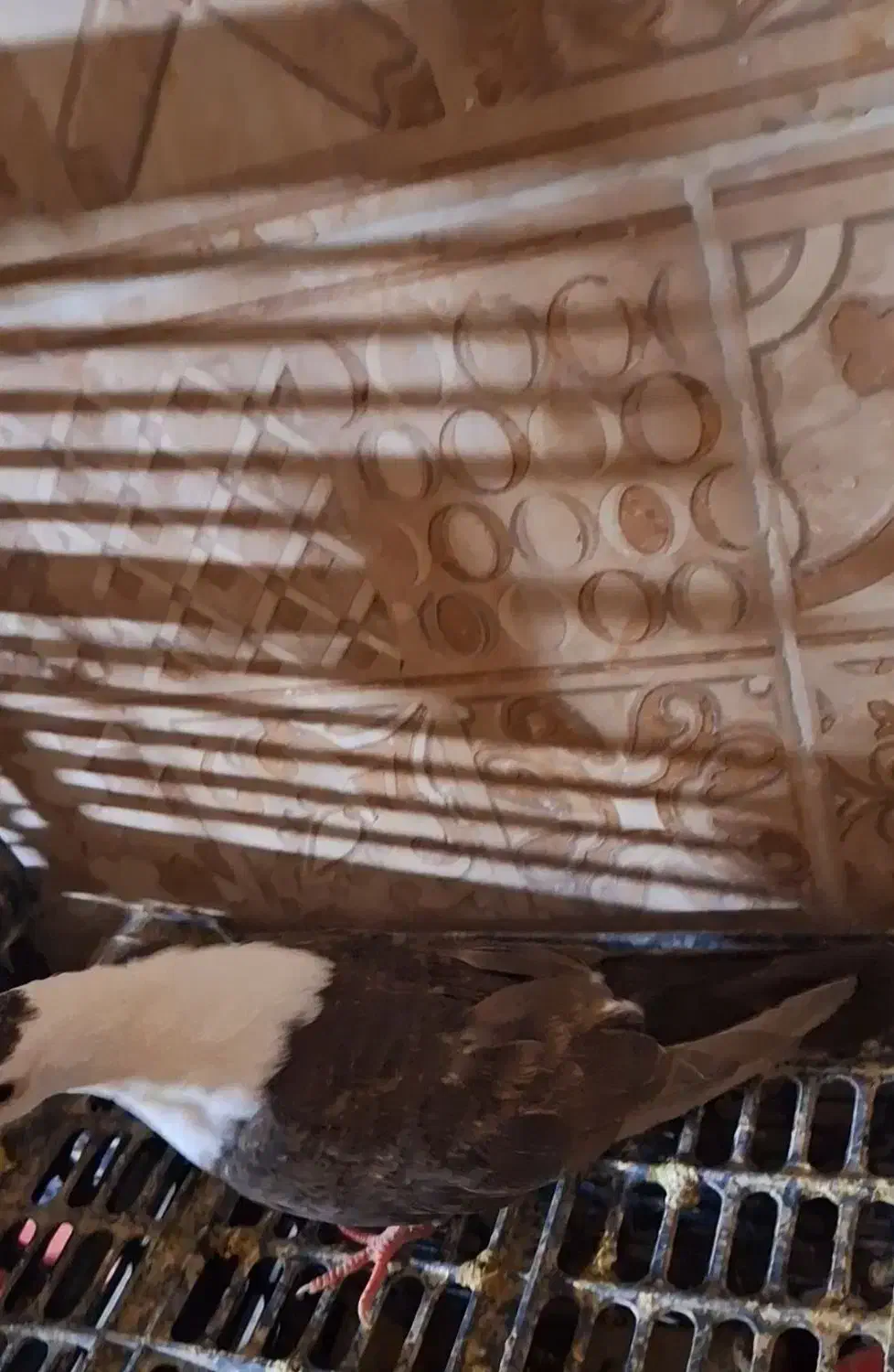 کله سفید مخملی|پرنده|نوده انقلاب, |دیوار