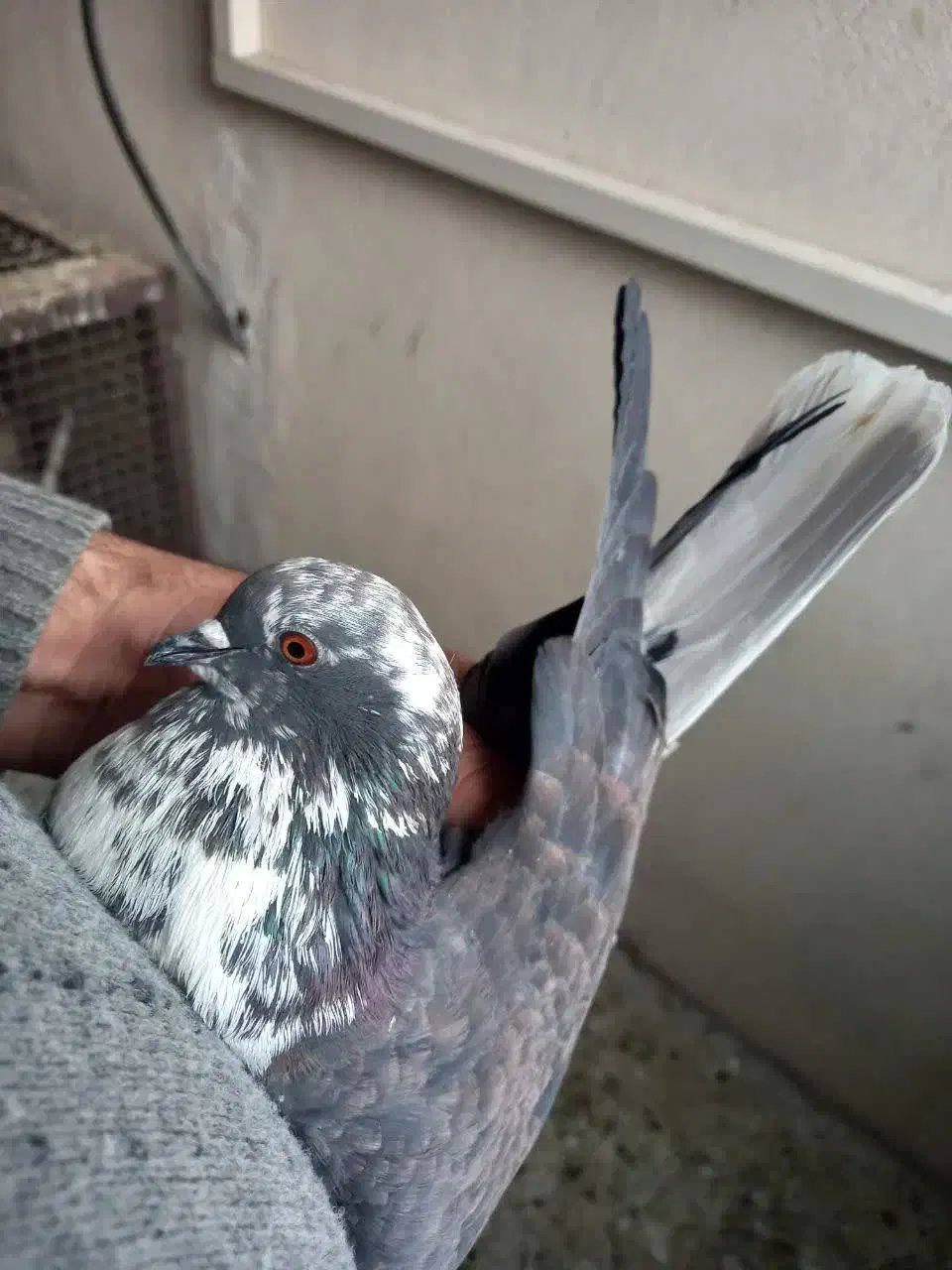 کبوترروبه راه وپرشی|پرنده|کاشان, فین کوچک|دیوار