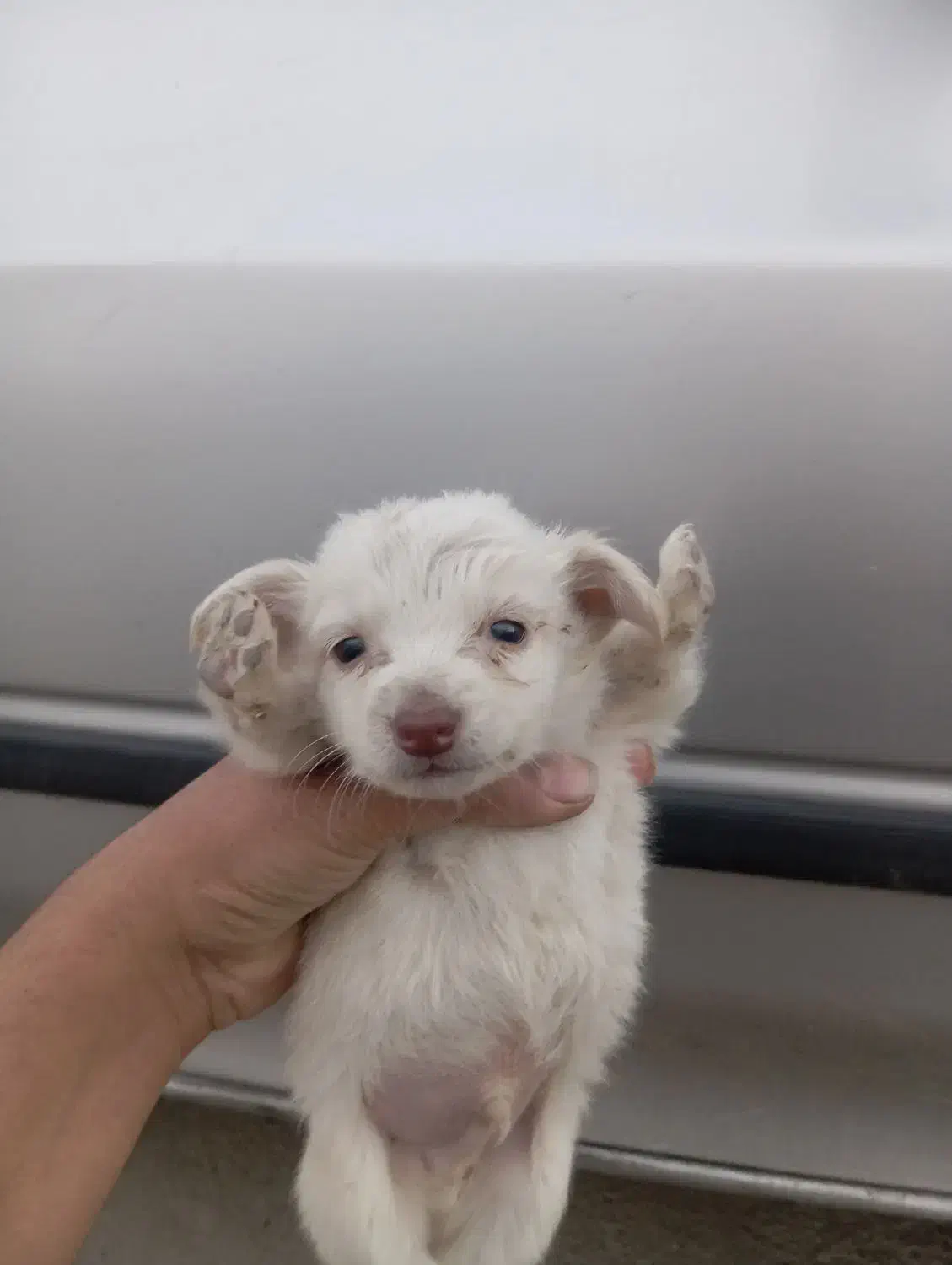 توله سگ|سگ|گنبد کاووس, |دیوار