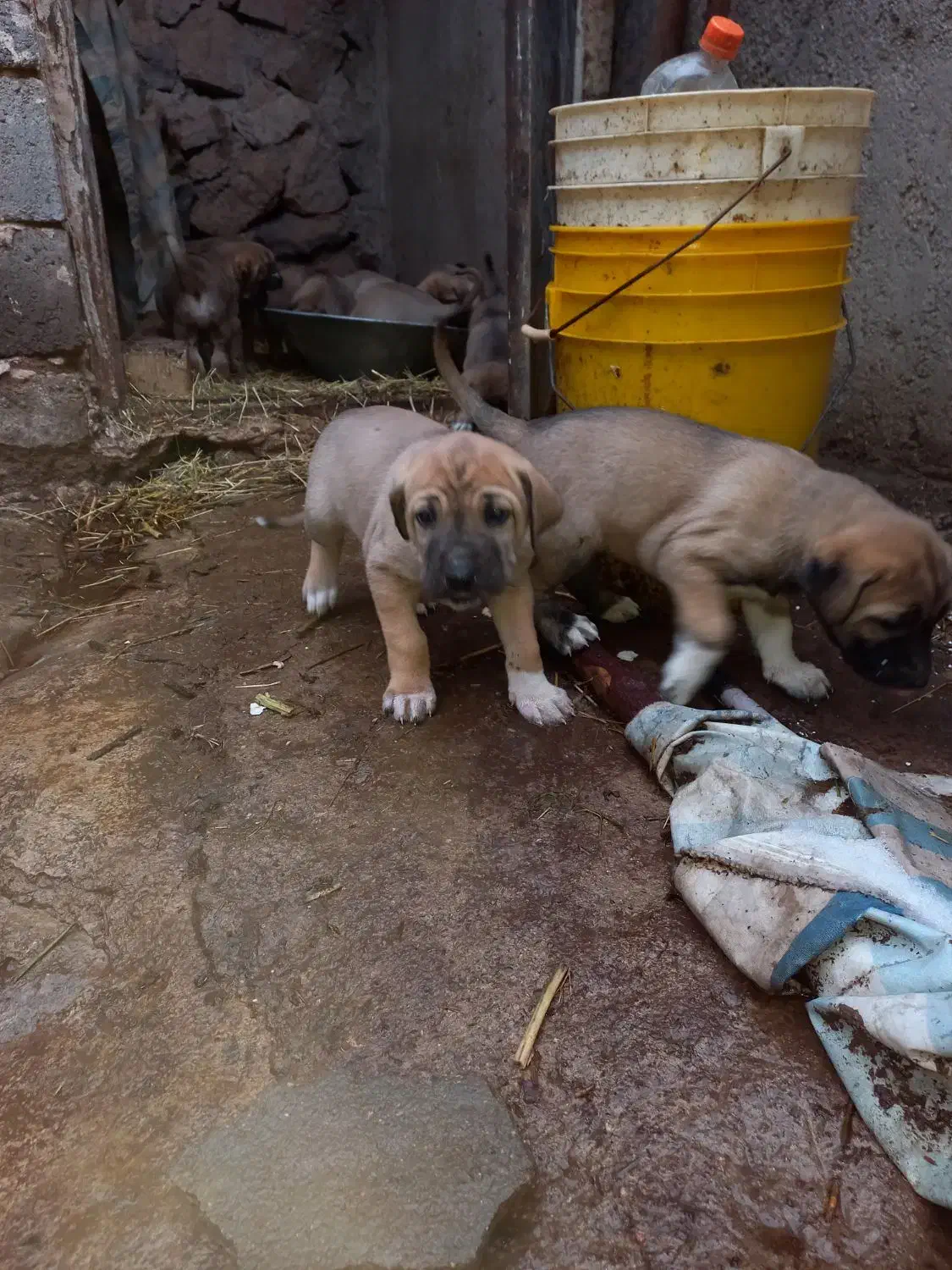 واگذاری سگ سرابی|سگ|تبریز, |دیوار