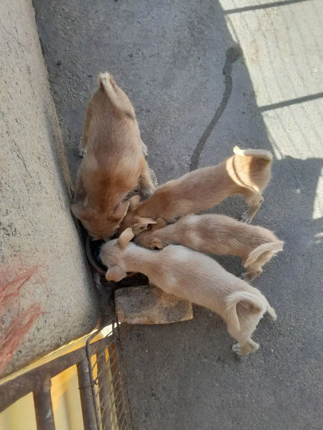 سگ پاکوتا|سگ|اراک, |دیوار