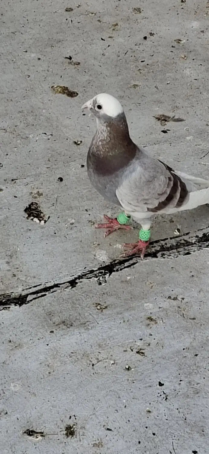 پلاکی گرفتنی|حیوانات|شیراز, زند|دیوار