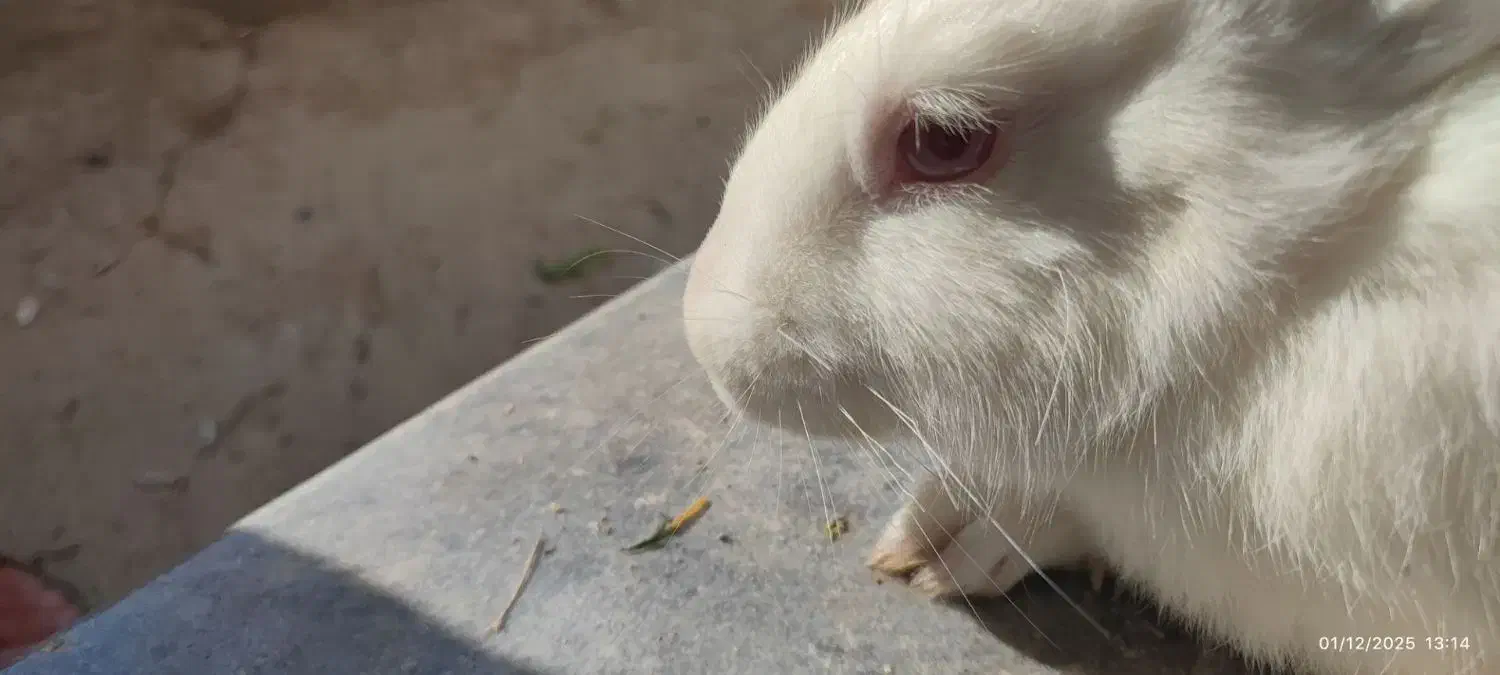 خرگوش سفید بزرگ ماده|موش و خرگوش|سنندج, |دیوار