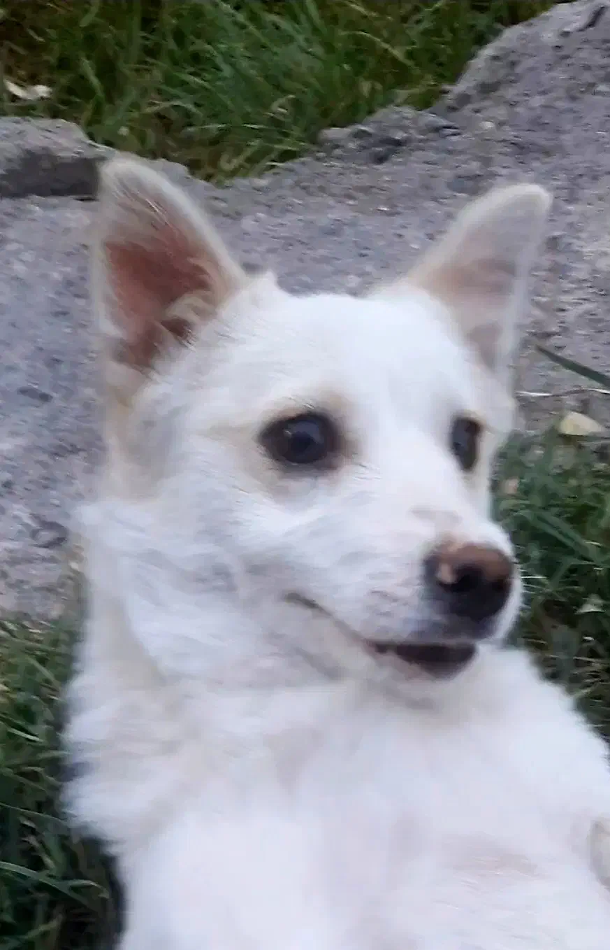 سگ پاکوتاه فیندو نر ۵ ماهه ۱.۴۵۰|سگ|اردبیل, |دیوار