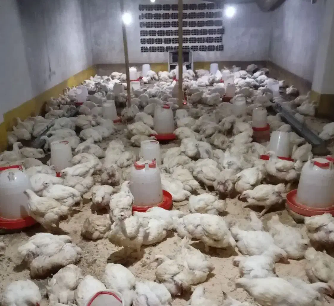 مرغ ارگانیک|حیوانات مزرعه|گمیشان, |دیوار