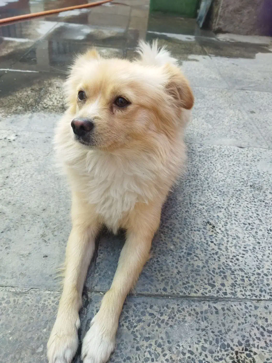 سگ پامر اشپیتز|سگ|بهارستان, |دیوار