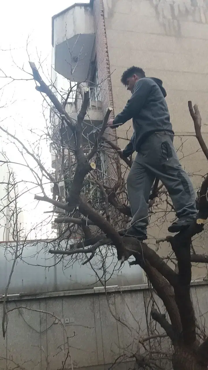 سم پاشی باغبانی درخت کاری سمپاشی شته آفت100%تضمینی|خدمات باغبانی و درختکاری|تهران, نیاوران|دیوار