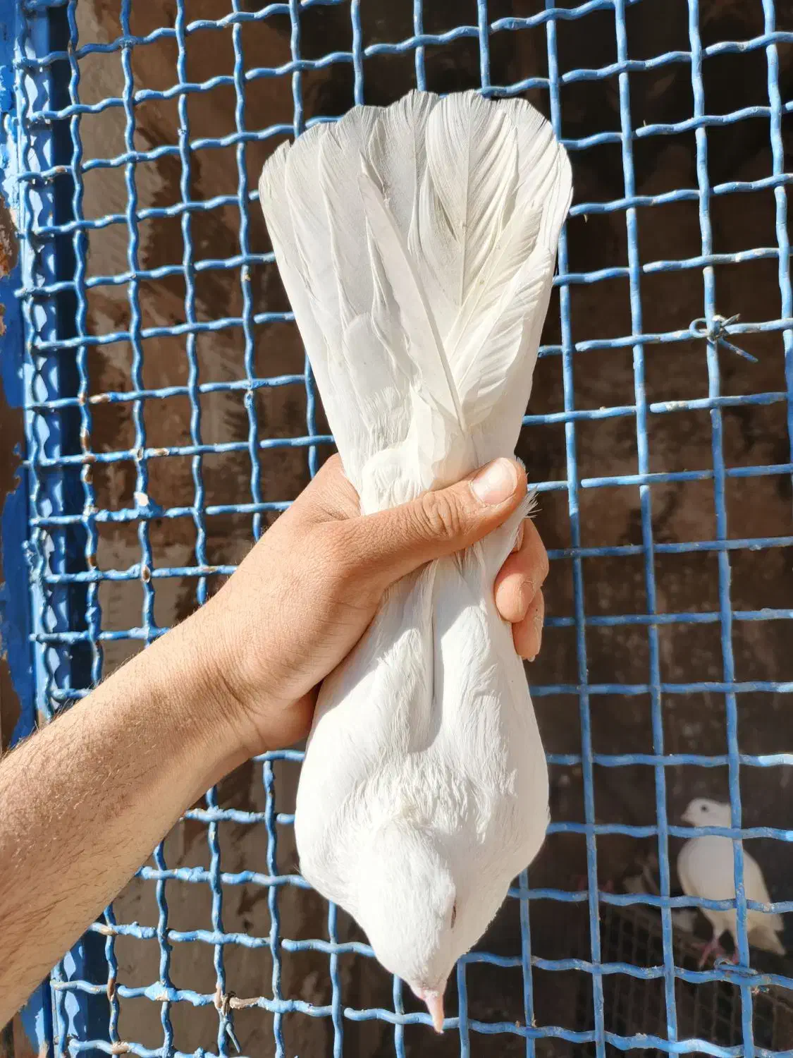 کفتر|پرنده|تهران, امام زاده حسن|دیوار