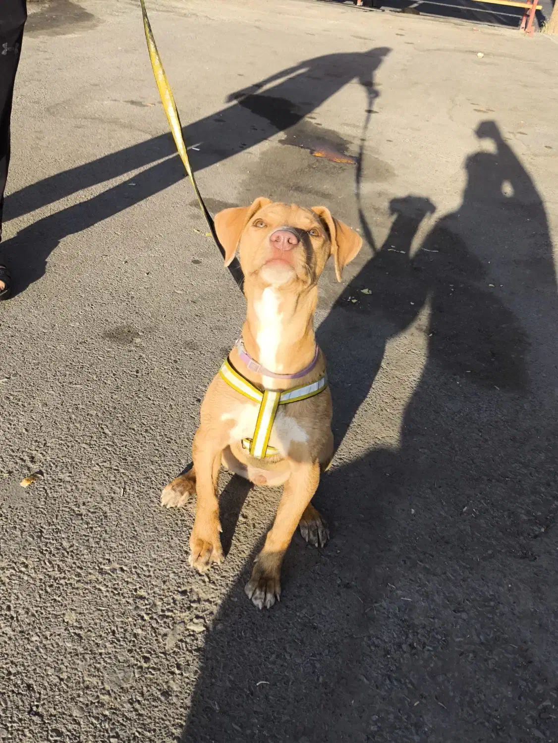 حیوان|سگ|سبزوار, امیر کبیر|دیوار