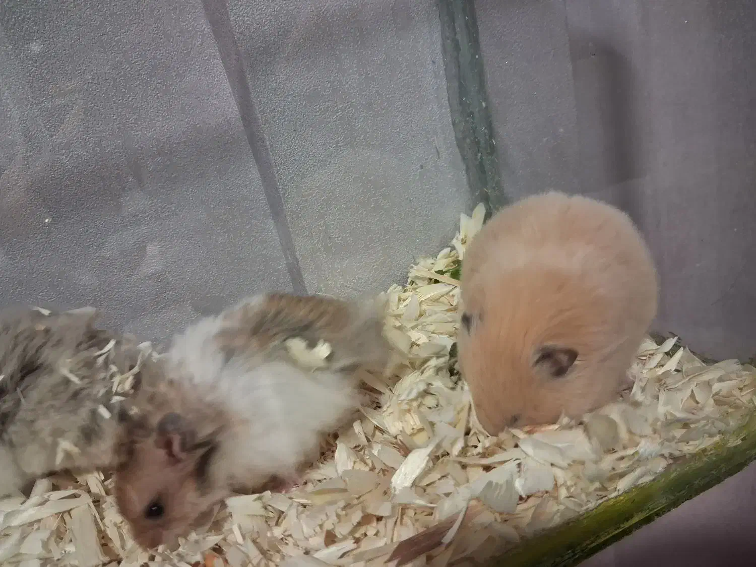 همستر|موش و خرگوش|سبزوار, جوادیه شرقی|دیوار