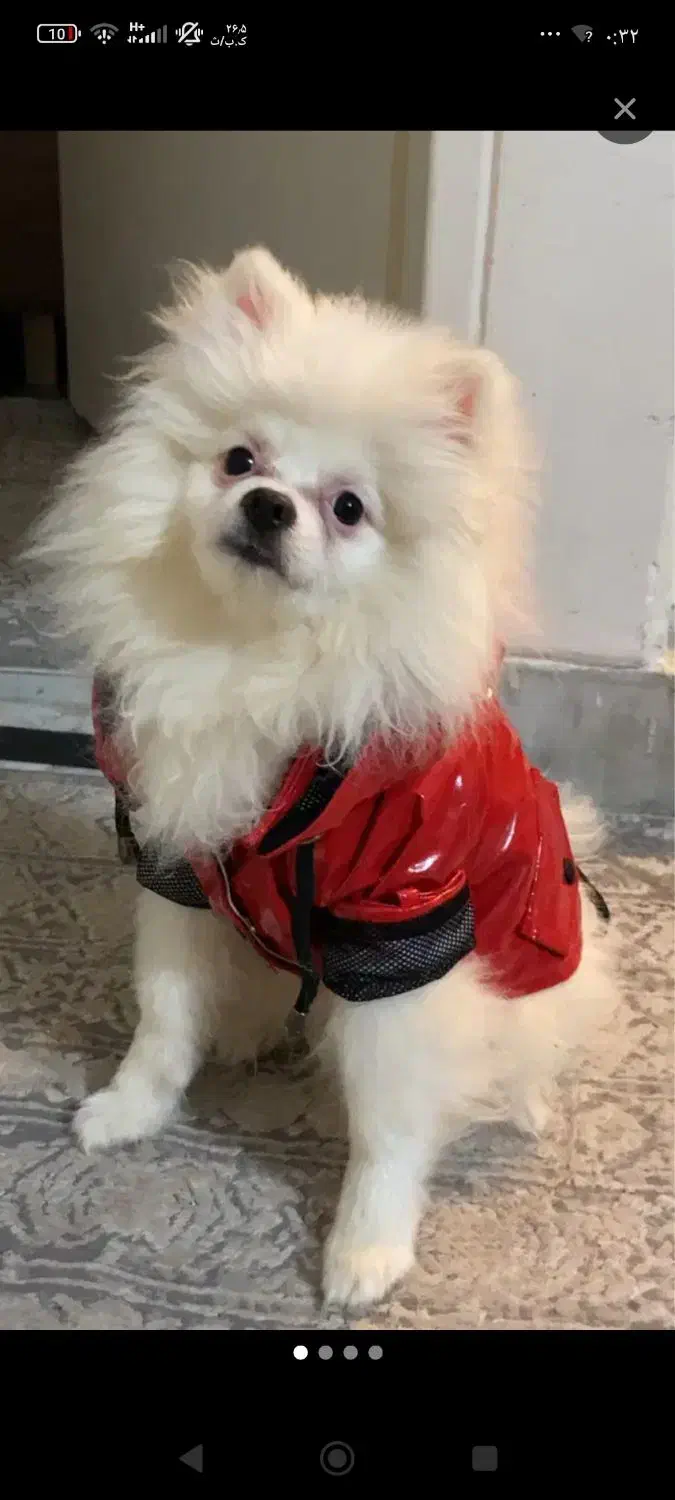 پامر خرسی شیطون|سگ|تهران, شهمیرزادی|دیوار