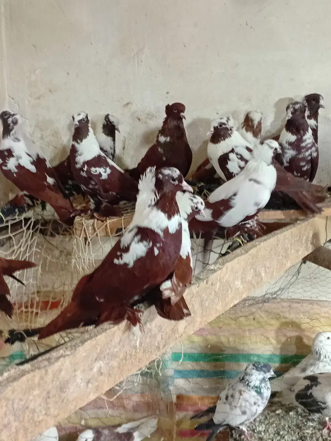 کبوتر|پرنده|اردبیل, |دیوار