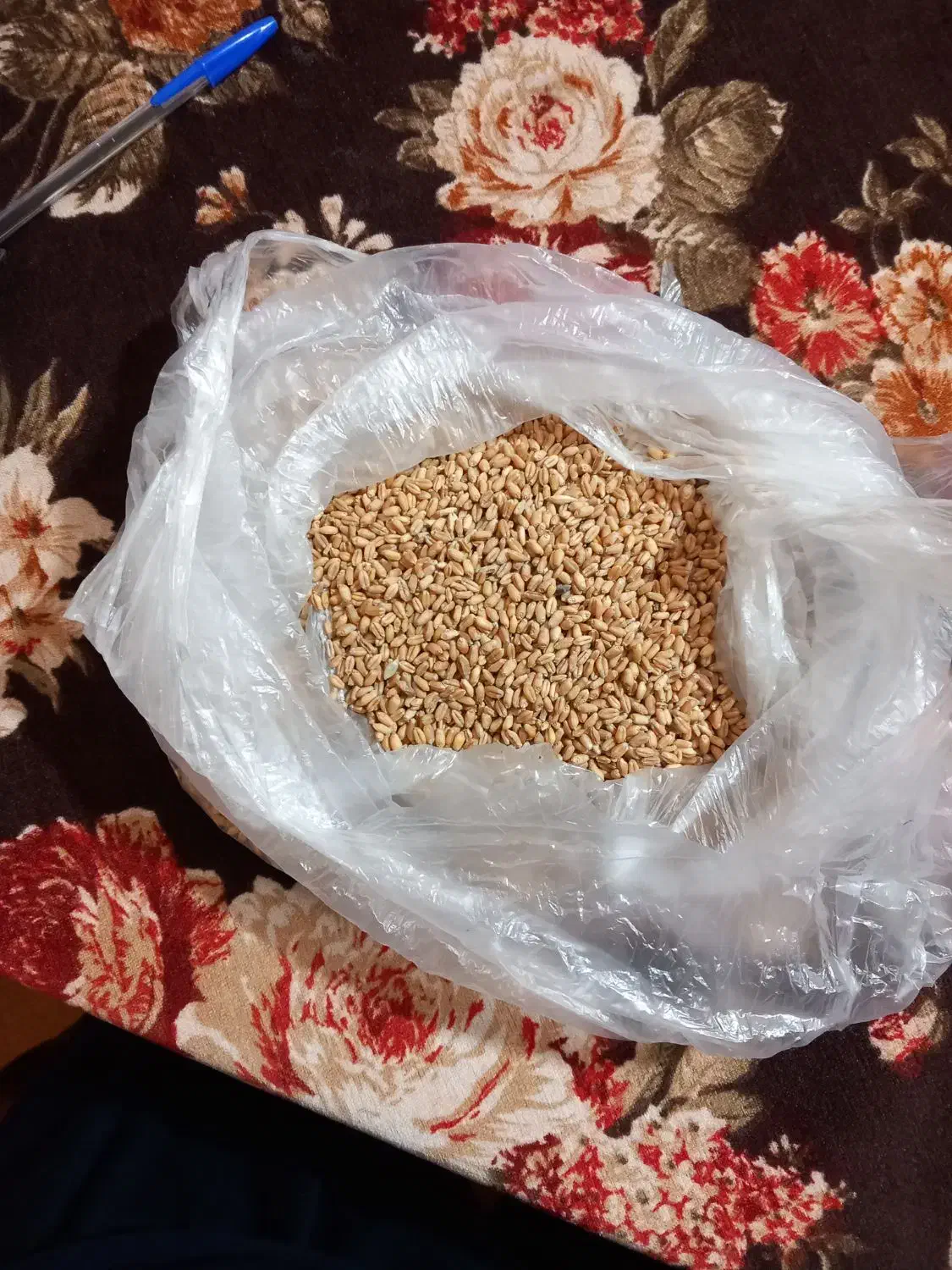 گندم بذری اراز ۱۲تن|خدمات باغبانی و درختکاری|گنبد کاووس, |دیوار