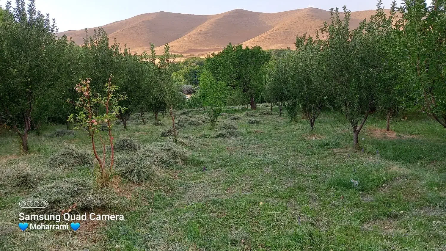 باغ میوه|فروش زمین و ملک کلنگی|سلطانیه, |دیوار